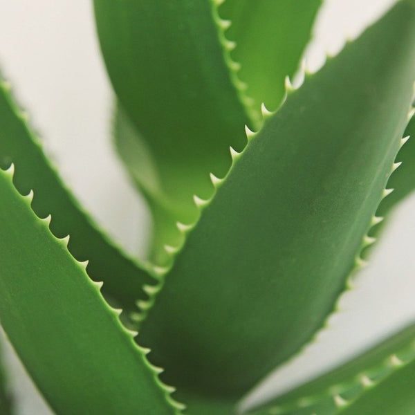Introducing… Serum Serene