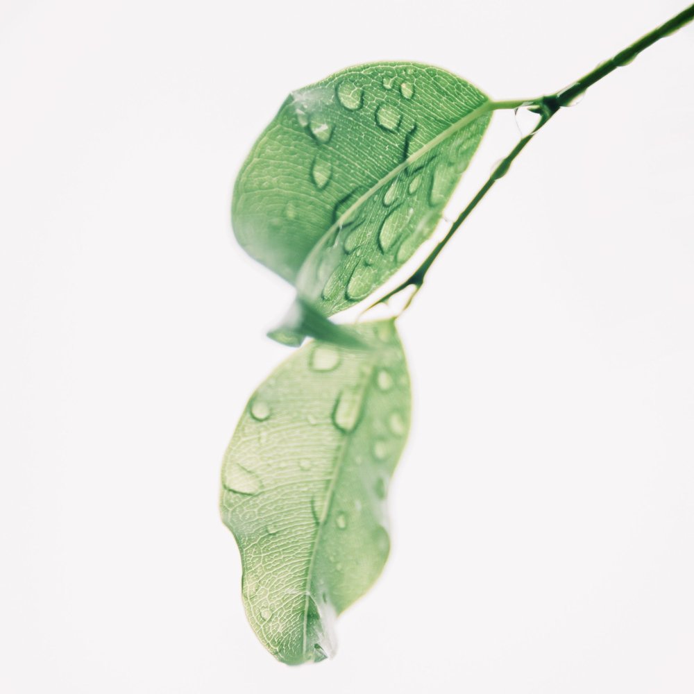 Introducing… Botanical Balance Toner