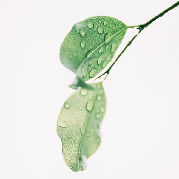 Introducing… Botanical Balance Toner